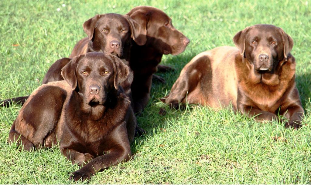 Gite Labradors De Bailly - Giverny Saint-Pierre-la-Garenne Exterior photo